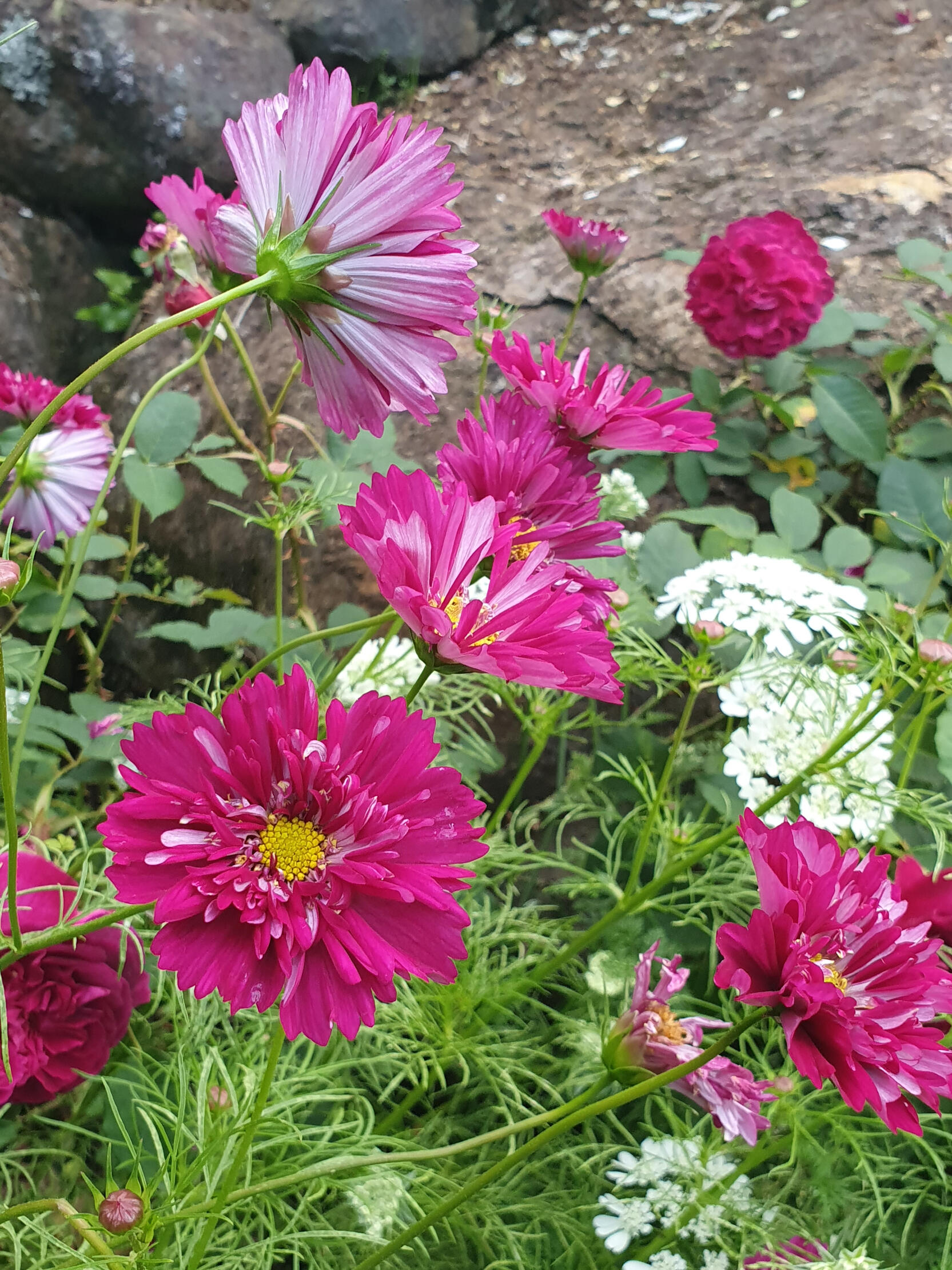 strawberries strawberries