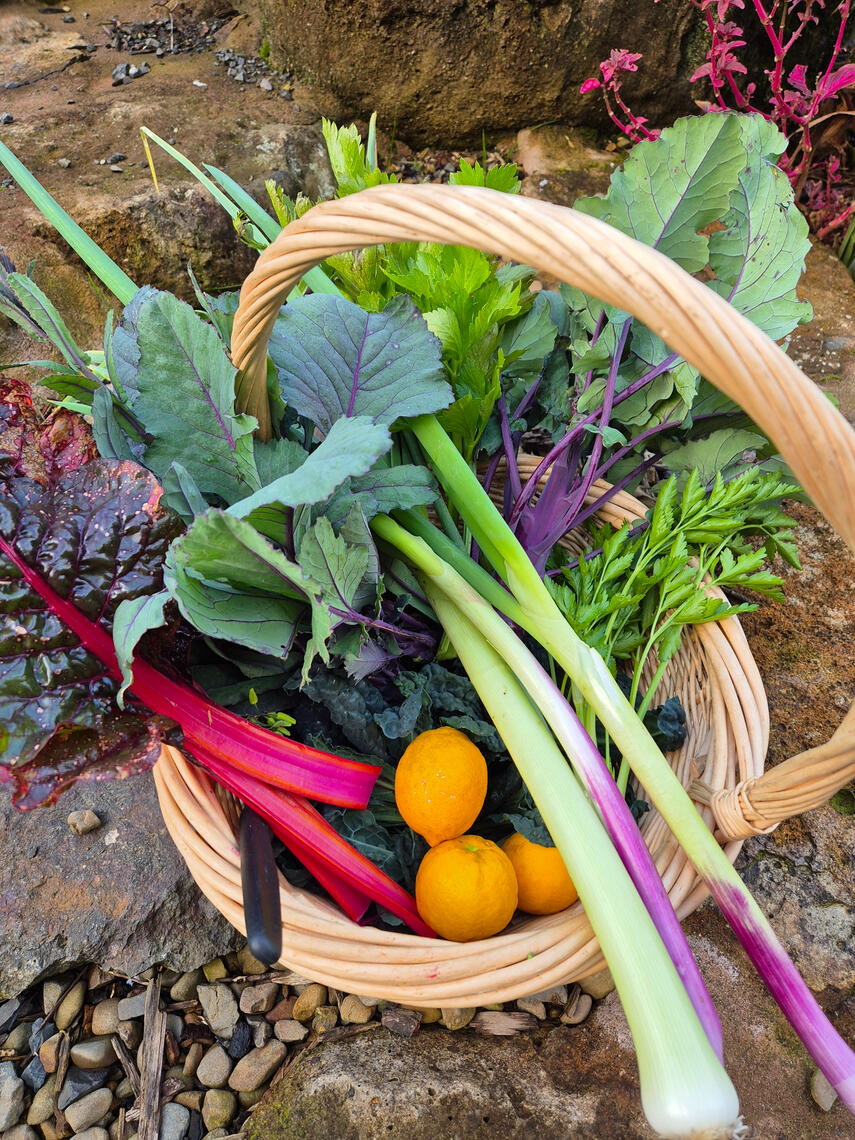 strawberry plants strawberry plants