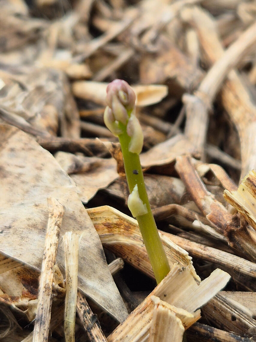 asparagas asparagas