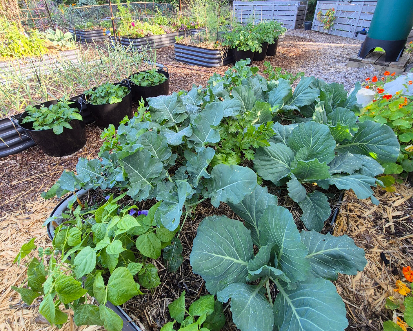 cabbages cabbages
