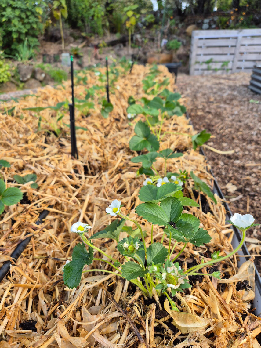 strawberry plants strawberry plants